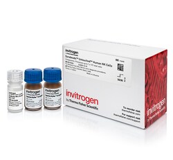 Dynabeads™ Untouched™ Human NK Cells Kit